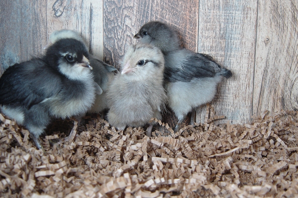 4 Pullet Chicks Week 1 - 3 Easter Egger & 1 Lavender Orpington